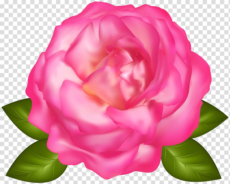 Garden roses Centifolia roses, Beautiful Pink Rose transparent background PNG clipart