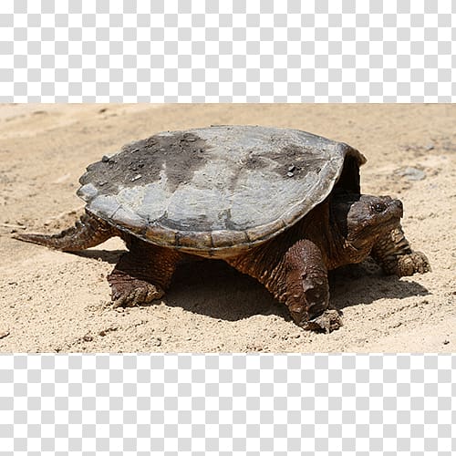 Common snapping turtle Box turtles Tortoise Terrestrial animal, turtle transparent background PNG clipart