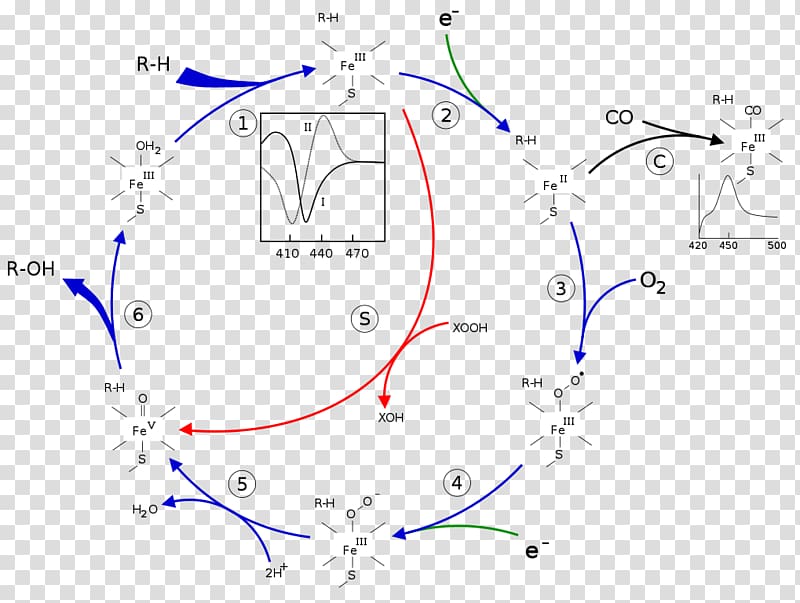 Cytochrome P450 Enzyme CYP3A4 Oxidase, cycle transparent background PNG clipart