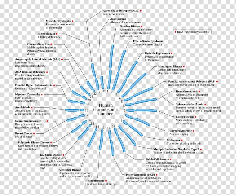 Chromosome abnormality Genetic disorder Jacobsen syndrome Disease, Myotonic Dystrophy transparent background PNG clipart