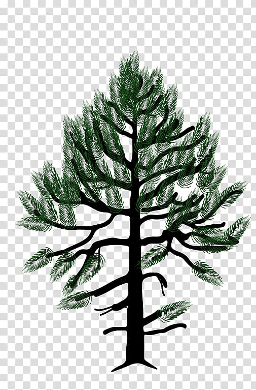 Pinus monophylla Western white pine Fir Conifers Pinyon pine, pine tree transparent background PNG clipart