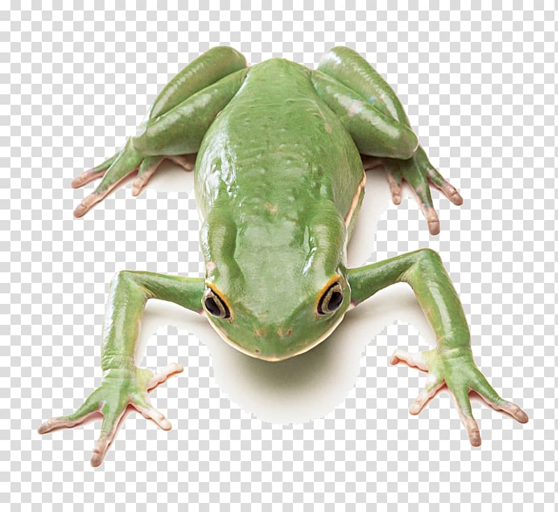 Edible frog Lithobates clamitans Green and black poison dart frog, Green Frog transparent background PNG clipart