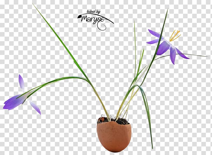 Flowerpot Flowering plant Plant stem, crocuses transparent background PNG clipart