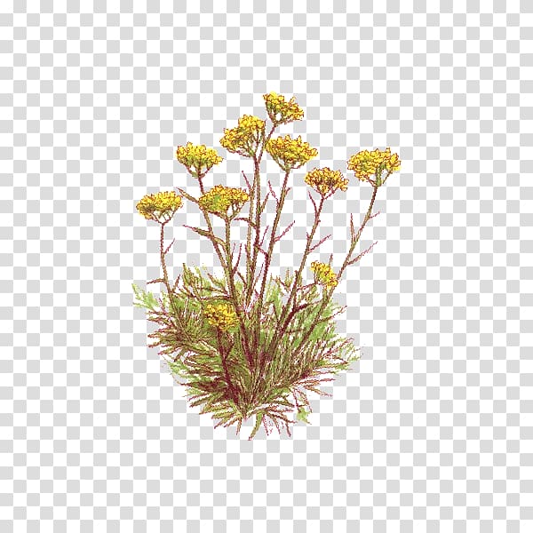 Curry plant Essential oil Herbal distillate Vegetable oil, chamomile transparent background PNG clipart