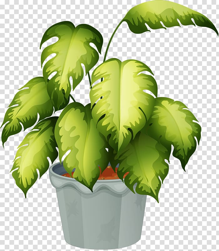 dumb cane plant, Flowering plant , flower pot transparent background PNG clipart