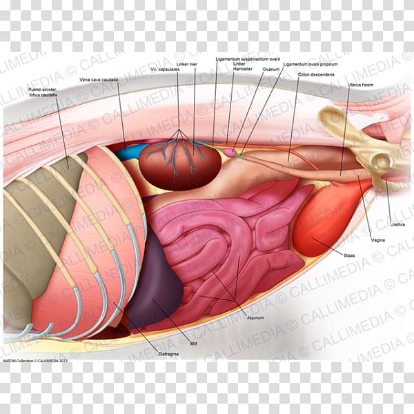 Abdomen Human body Pelvis Organ Muscle, abdomen anatomy transparent background PNG clipart
