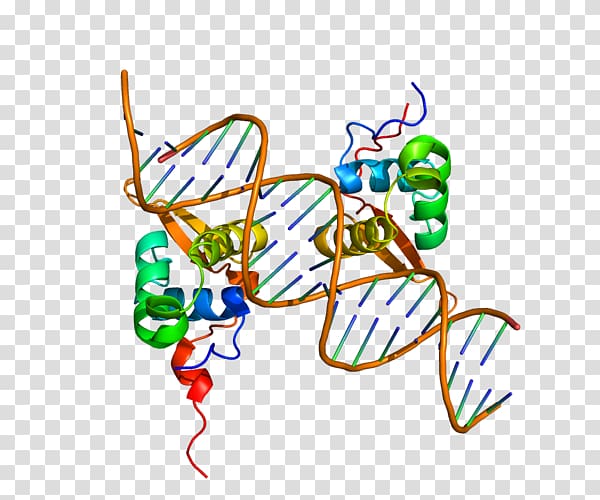 FOXM1 FOXP2 FOX proteins Protein structure, others transparent background PNG clipart