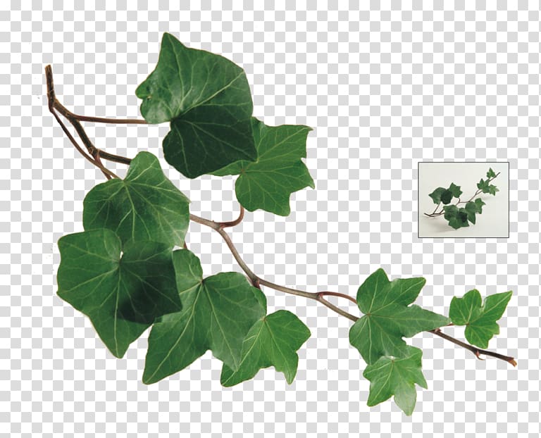 Branch Common ivy Leaf Vine Twig, Leaf transparent background PNG clipart