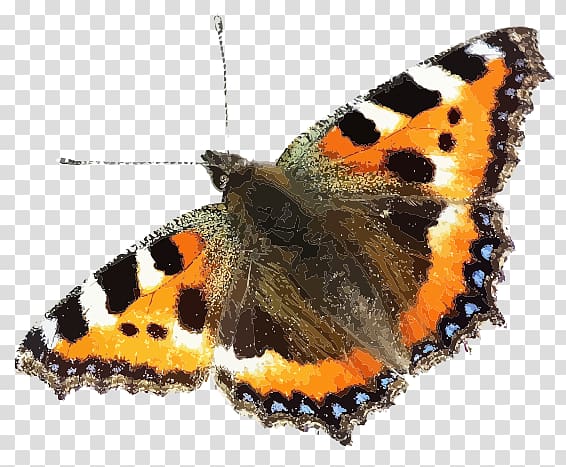 Insect Brush-footed butterflies Small tortoiseshell Swallowtail butterfly, insect transparent background PNG clipart