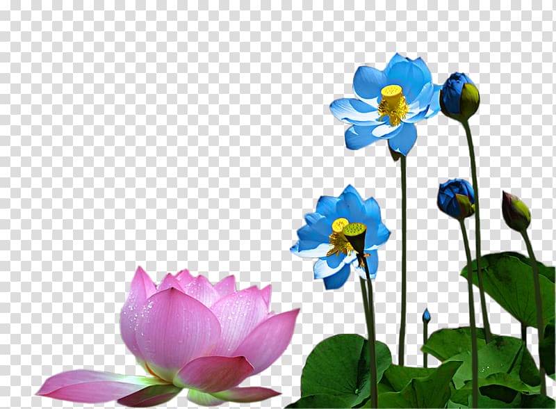 Designer, Chinese style lotus lotus transparent background PNG clipart