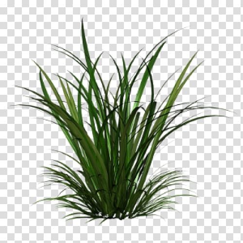 Ornamental grass Grasses , others transparent background PNG clipart