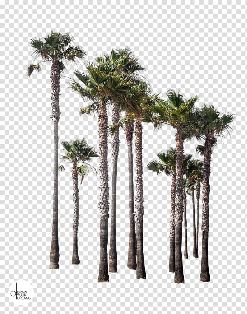 Asian palmyra palm Castelló de la Plana Shore Arecaceae Date palm, vegetacion transparent background PNG clipart