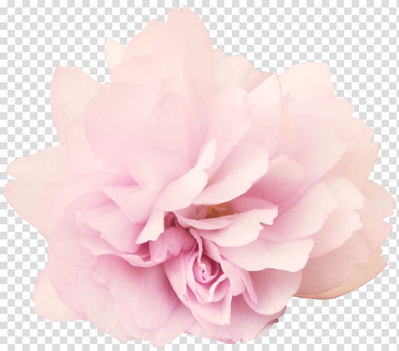 Peony Flower , Bouquet of Flowers transparent background PNG clipart
