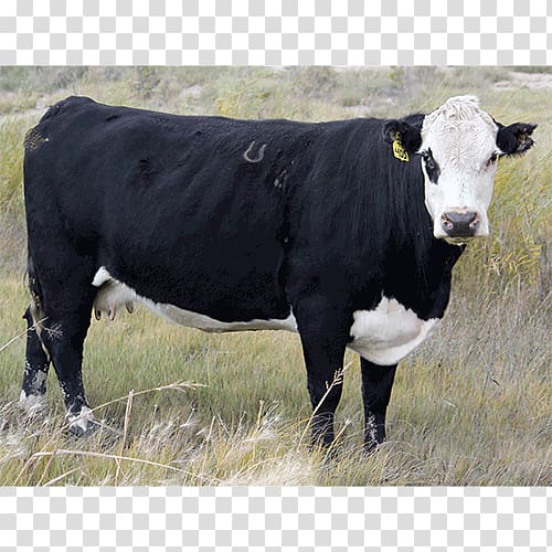 Hereford cattle Dairy cattle Angus cattle Calf Black Hereford, bull transparent background PNG clipart