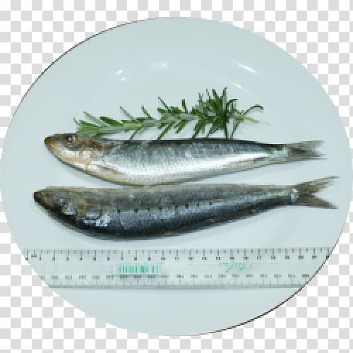 Pacific saury Herring Oily fish Sardine, small freshness transparent background PNG clipart