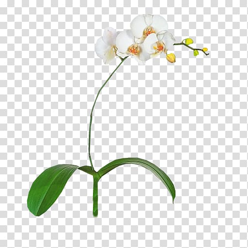 Moth orchids file formats Plant, orchid transparent background PNG clipart