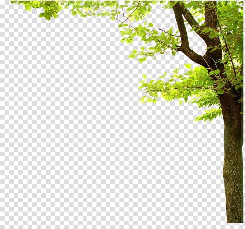 green leaf tree, Nature Presentation Tree, Fresh green transparent background PNG clipart