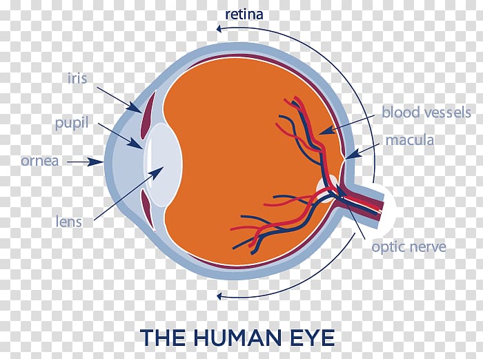 Retinal Imaging Human eye Scanning laser ophthalmoscopy, human organ system transparent background PNG clipart