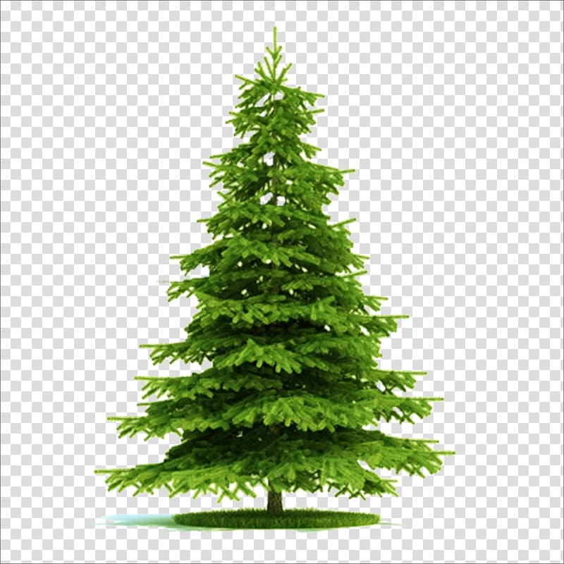 Blue spruce Picea asperata Norway spruce Tree Plant, Christmas tree transparent background PNG clipart