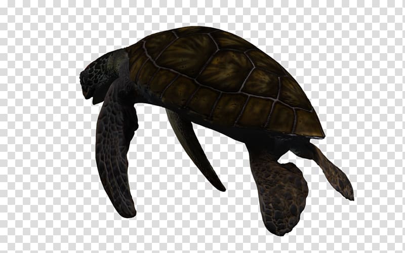 Pond turtles 3D computer graphics Sea turtle Deep sea creature, turtle transparent background PNG clipart