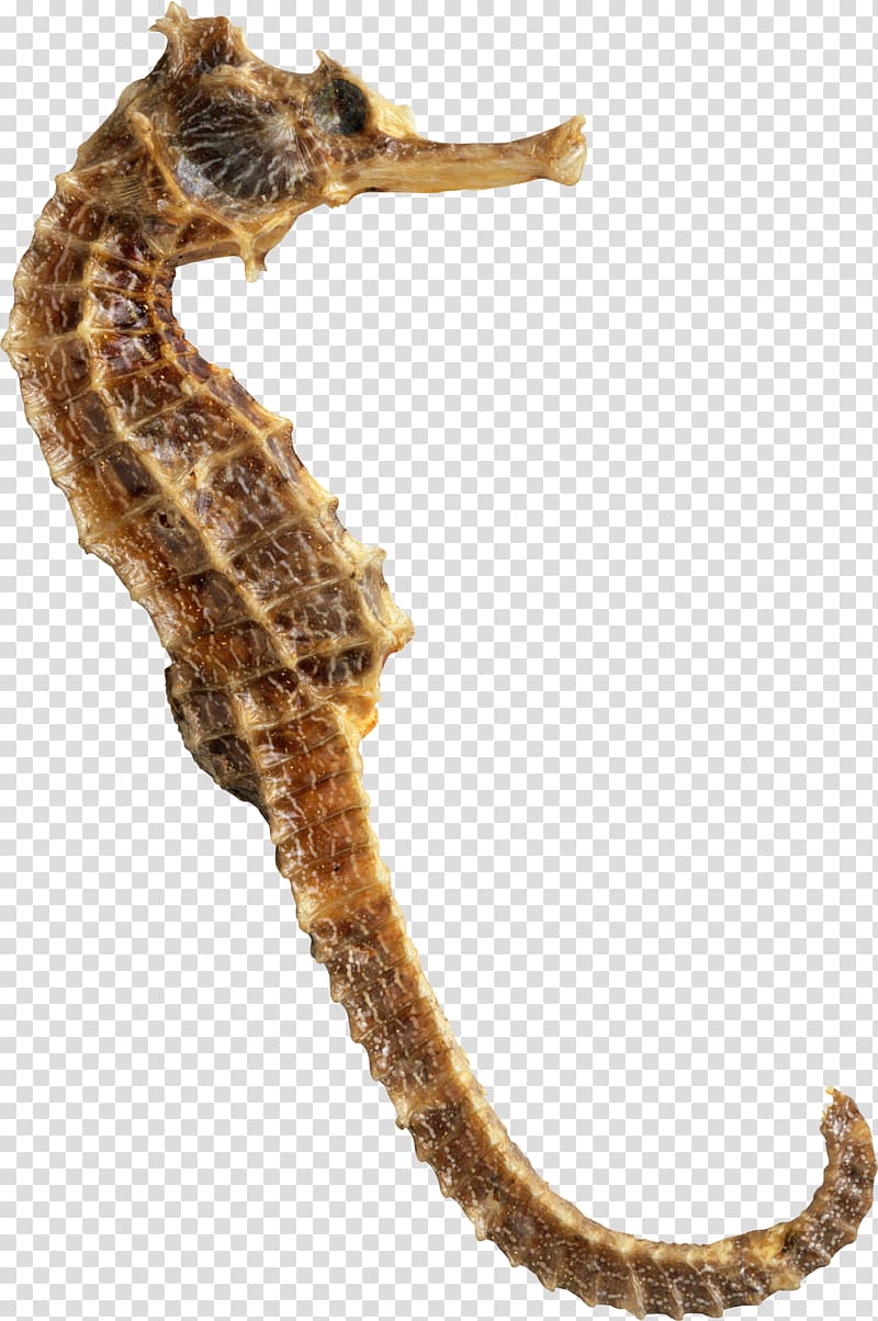 Seahorse transparent background PNG clipart