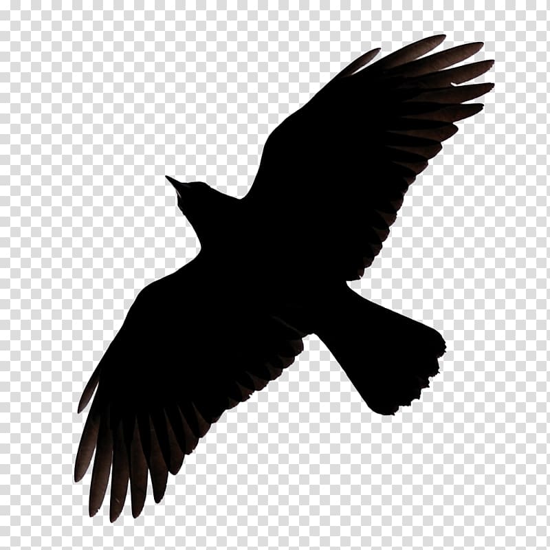 flying bird silhouette illustration, Bird Common raven Silhouette , Raven Flying transparent background PNG clipart