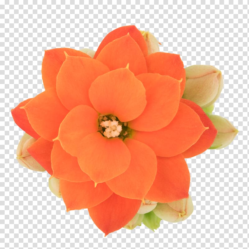 Petal Cut flowers, african queen transparent background PNG clipart