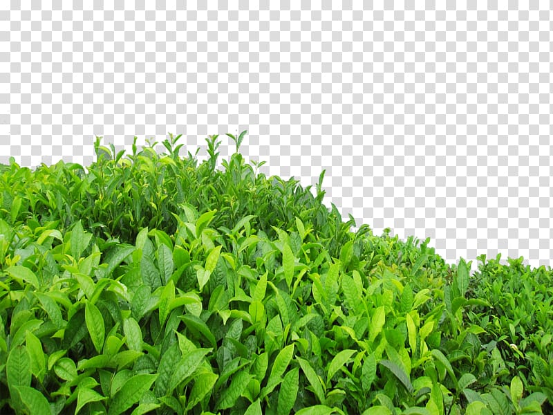 green leafed plant illustration, Green tea Oolong Longjing tea High-mountain tea, Tea Tree transparent background PNG clipart