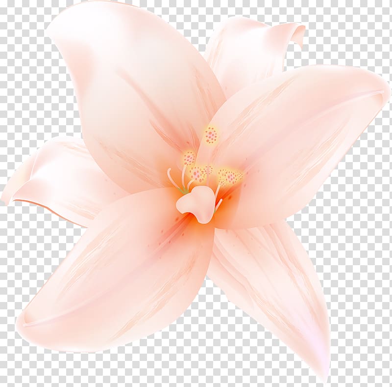 pink lily flower illustration, Petal Flowering plant, Large Orange Lilium transparent background PNG clipart
