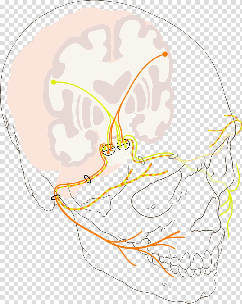 Cranial nerves Facial nerve Trigeminal nerve Upper motor neuron, others transparent background PNG clipart