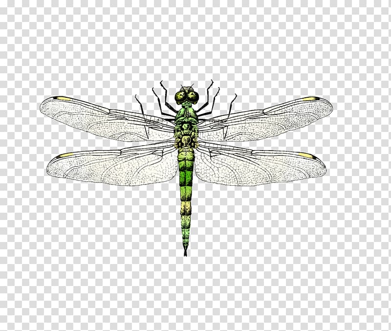 Insect Dragonfly Euclidean , dragonfly transparent background PNG clipart