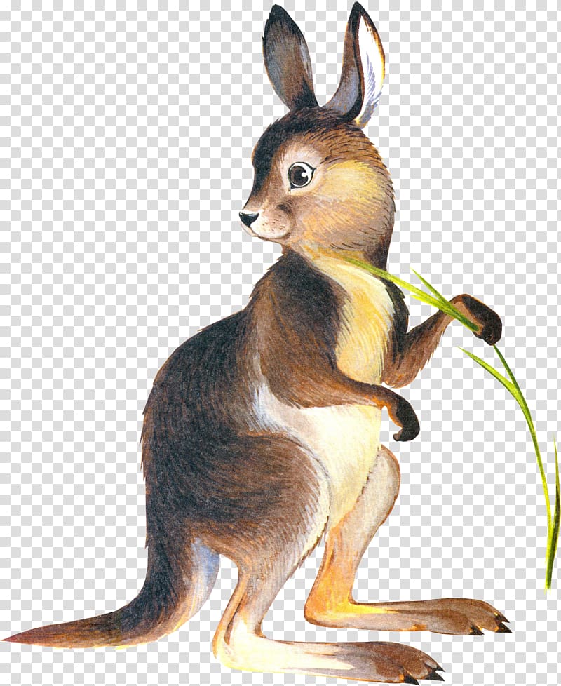 Kangaroo Domestic rabbit Drawing , kangaroo transparent background PNG clipart