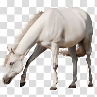 horse transparent background PNG clipart