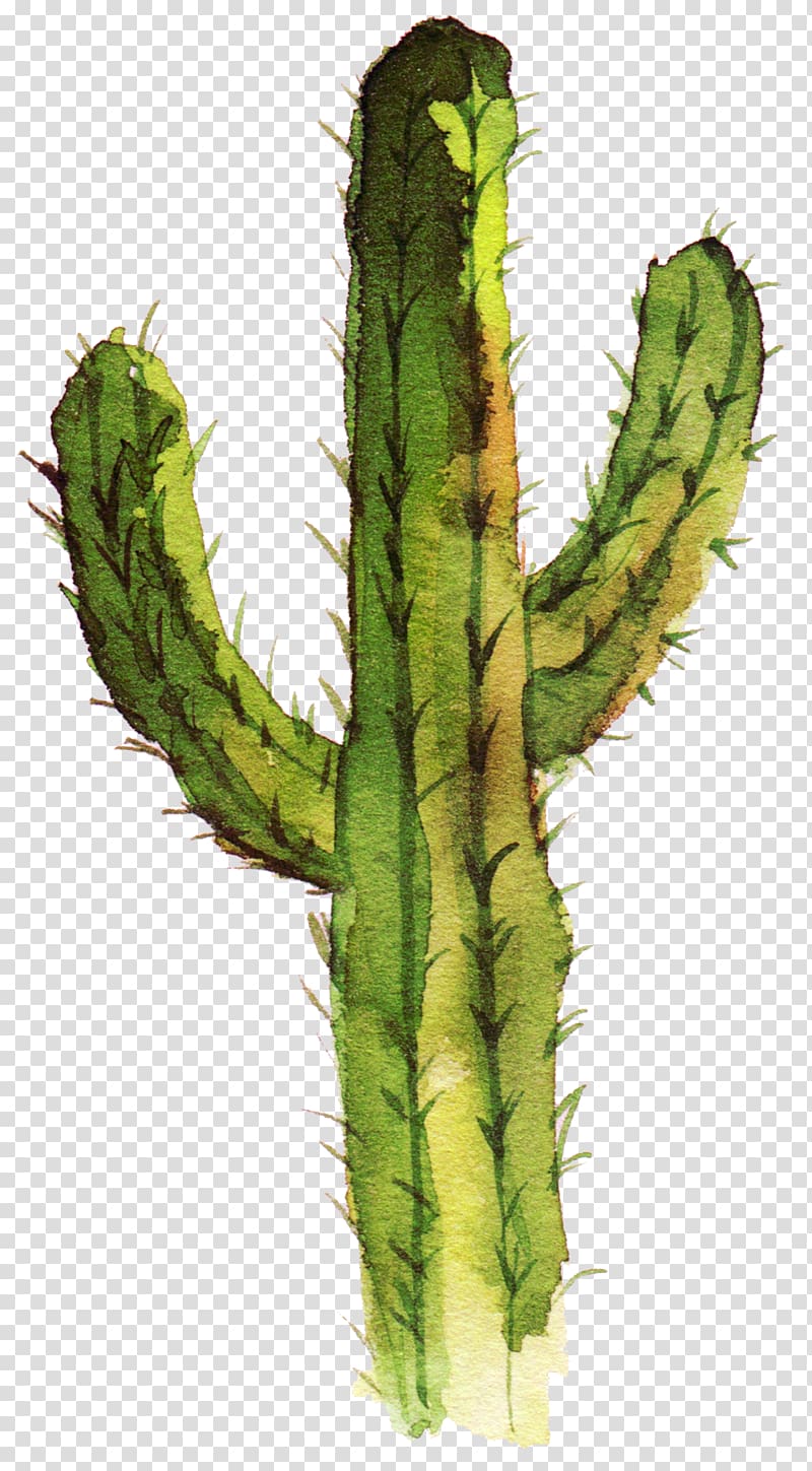 Premium Photo | A drawing of a cactus plant and potted plants.