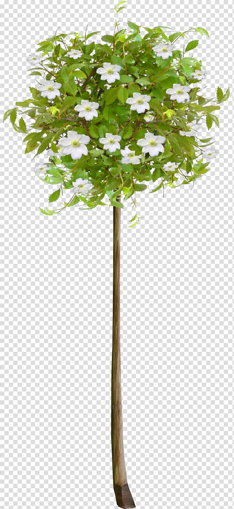 Tree Flower , fir-tree transparent background PNG clipart