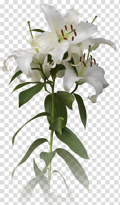 Cut flowers Plant stem, easter lilies transparent background PNG clipart