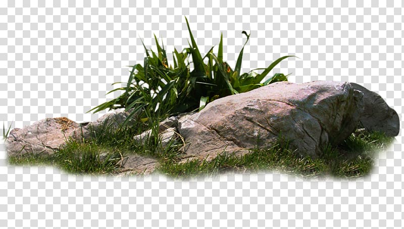 gray boulder, Weed , Weeds stones transparent background PNG clipart