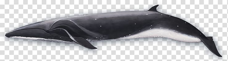 black sperm whale illustration, Sei Whale Side View transparent background PNG clipart