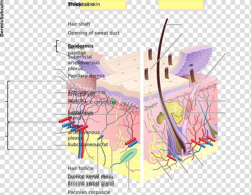 Human skin Dermis Human body Stratum lucidum, layers transparent background PNG clipart