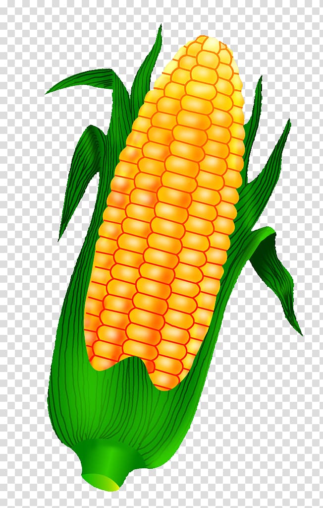 Corn on the cob Maize Crop, Golden corn transparent background PNG clipart