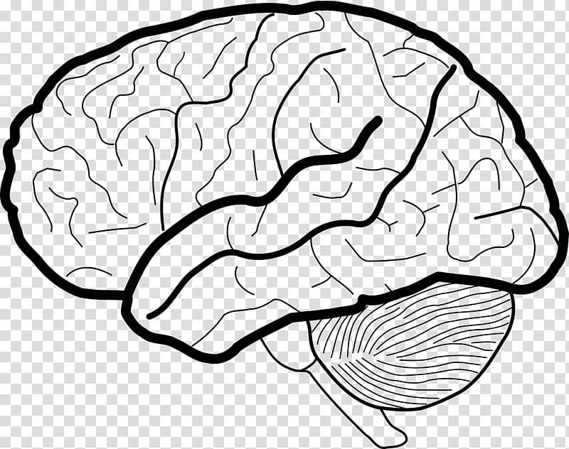 Human brain White matter Working memory , Brain transparent background PNG clipart