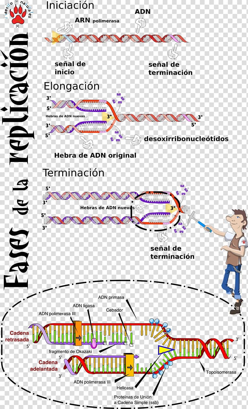 DNA replication S phase Origin of replication Mutation, internet concept transparent background PNG clipart