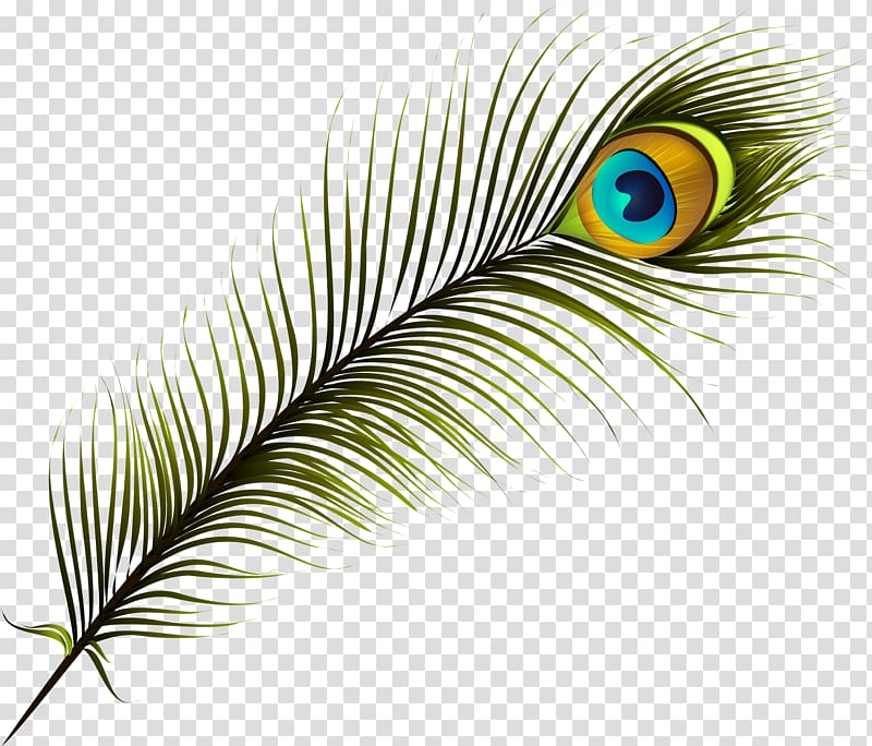 cartoon feather transparent background PNG clipart