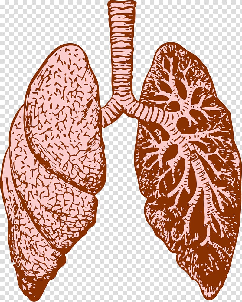 Lung Organ Human body , lung transparent background PNG clipart