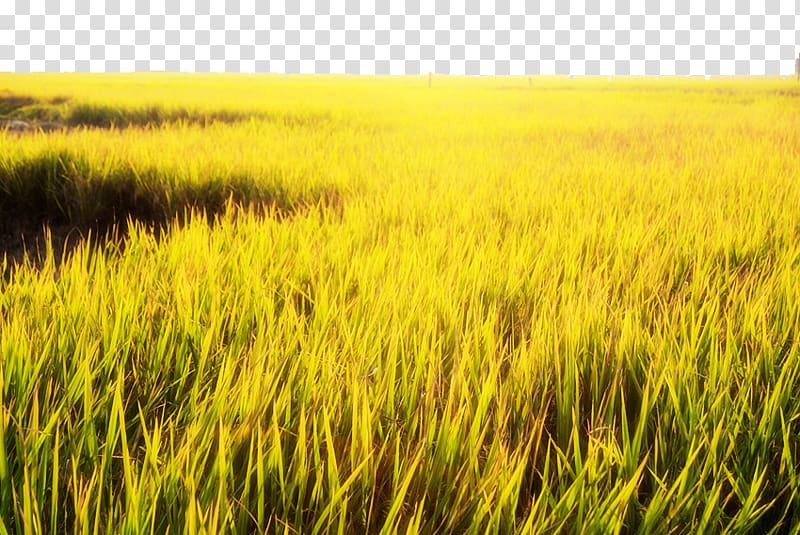 Paddy Field Gold Yellow, Golden rice fields transparent background PNG clipart