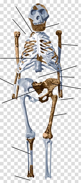 Chimpanzee Australopithecus afarensis Lucy Human Skeleton, chimpanzee anatomy transparent background PNG clipart