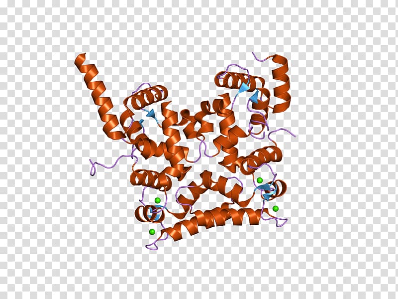 Calcineurin B homologous protein 1 Gene Calcium, others transparent background PNG clipart