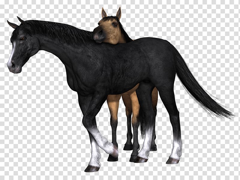 black horse and brown horse , Horses Black and Brown Drawing transparent background PNG clipart