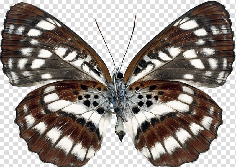 Brush-footed butterflies Moth Gossamer-winged butterflies Butterfly Transparency and translucency, butterfly transparent background PNG clipart
