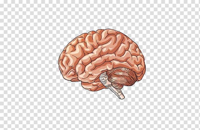 The Female Brain Human body Human brain, part of body transparent background PNG clipart